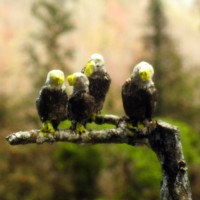 Eagles (made by Jack Trollope)