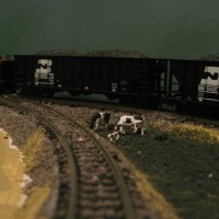 Just a fun shot of some cows hanging out by the tracks.