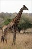 a giraffe.jpg