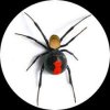 blackwidow.jpg