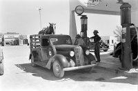 A horse in the bed of a pickup truck in Langtry, Texas, 1937..jpg