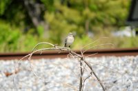 2021-04-16 Railfan Bird Clemson SC - for upload.jpg