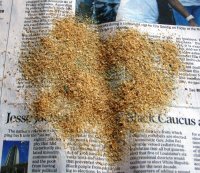 Strained sawdust.JPG