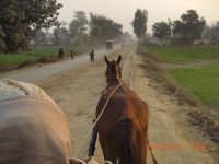 horse-tram-3.jpg