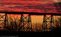 _MG_1010-1.jpg