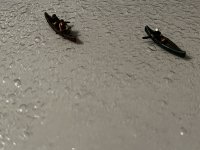 IMG_3957.jpg