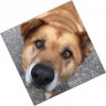 Buster GD
