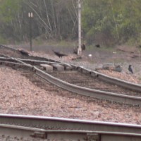 Turkeys