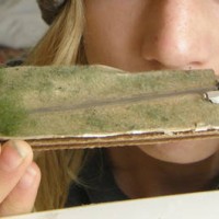 Layout model
