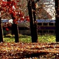 Commuter_Rail_through_trees_12_1_051