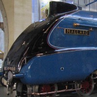 Mallard Nose
