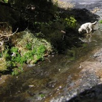 Trackside puddle
