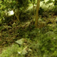 Forest floor