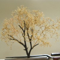 Tree step 1