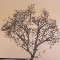 Tree step 2