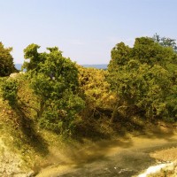 Trees along river