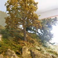 Sycamore