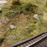 forest floor