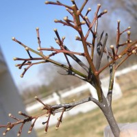 Apple tree construction