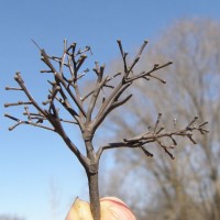 Apple tree construction