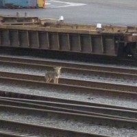 coyote_2