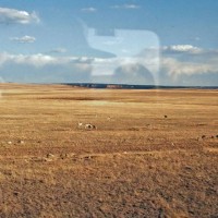 Pronghorn