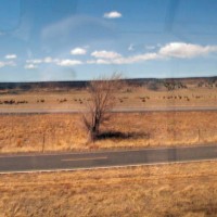 Bison herd