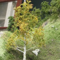 Sycamore tree