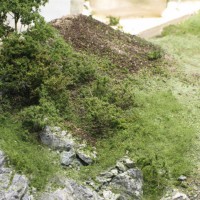 Forest edge undergrowth.