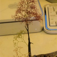 Sycamore