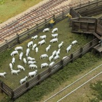 Silver Creek stock yard, pen with sheep