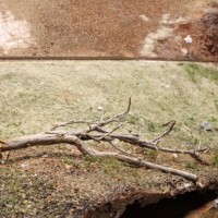 Dead tree