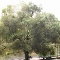 Tree making - foliage added