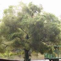 Tree making - foliage added