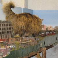cats