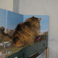 cats