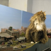 cats