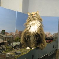 cats