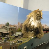 cats