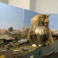 cats