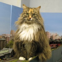 cats