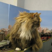 cats