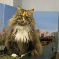 cats