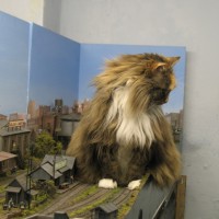 cats