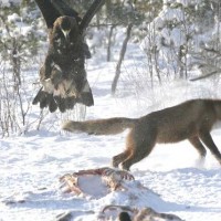 Golden Eagle vs. Wolf - 1