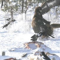 Golden Eagle vs. Wolf - 4