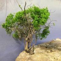 Small tree