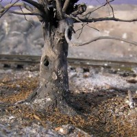 Roots made with clay