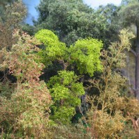 Tree planting continued