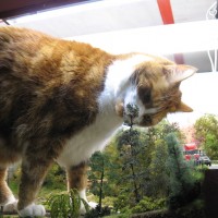 The works inspector